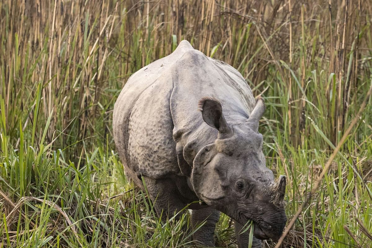 Chitwan Safari, Bungee and Canyoning Adventure