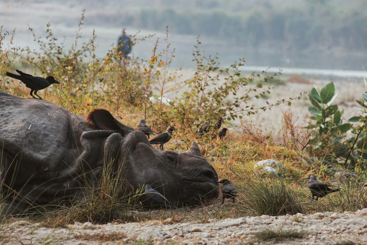 A rhino at the river edge in Chitwan on the Langtang Valley trek with Chitwan safari