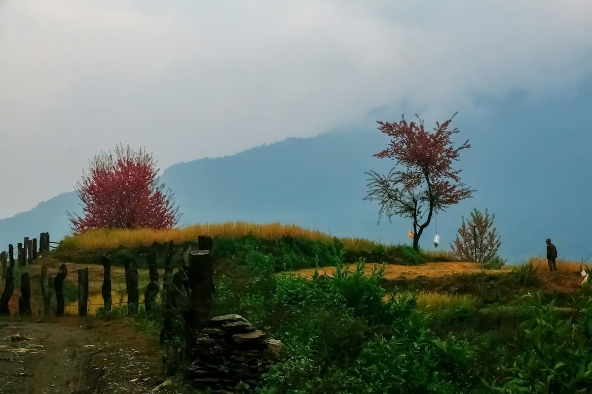 A village trail lined with rhododendron trees at Pothana near Dhampus