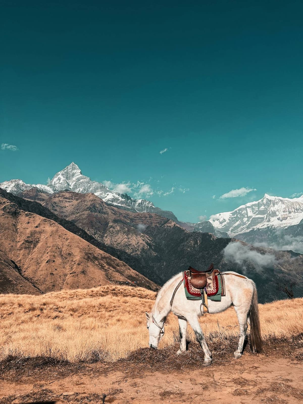 A horse grazing on Khumai Danda with Machhapuchhre behind