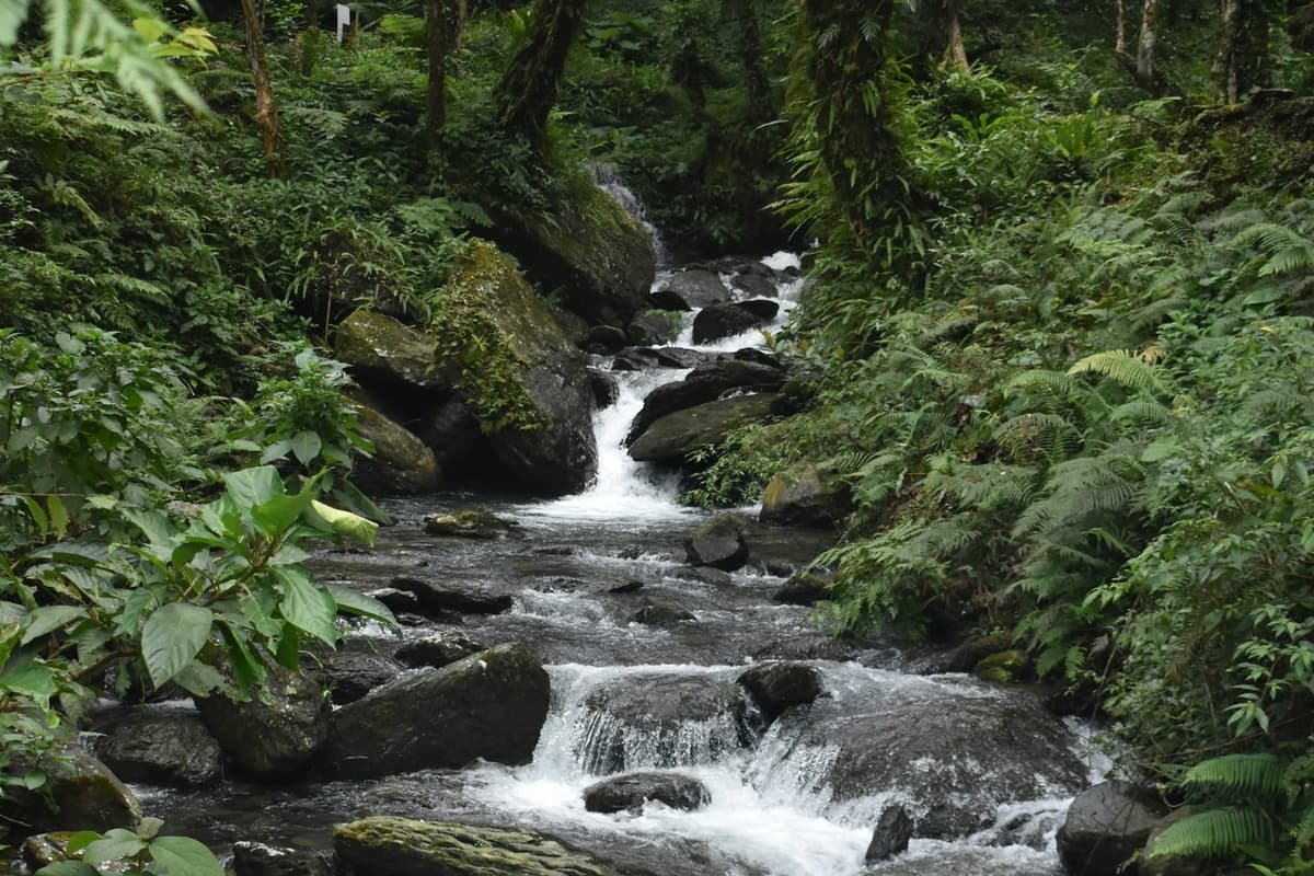 A stream falling over mossy rocks in the forest above Sundarijal on the Sundarijal to Chisapani hike