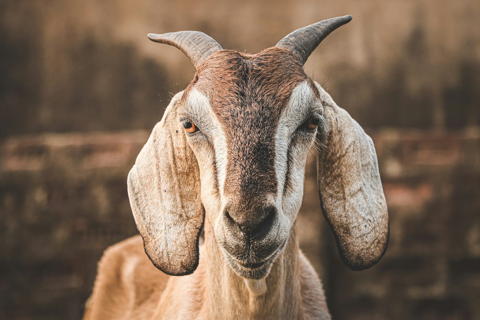 A goat at a hill farm of the kind visited on the Chitlang and Kulekhani tour