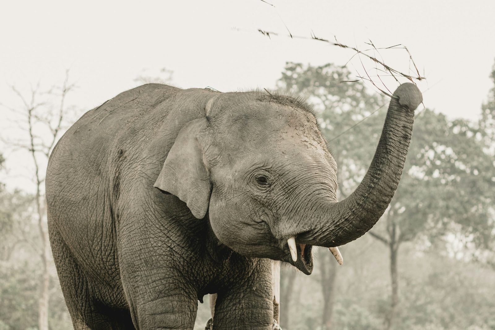 An elephant in the Chitwan grassland on the Langtang Valley trek with Chitwan safari
