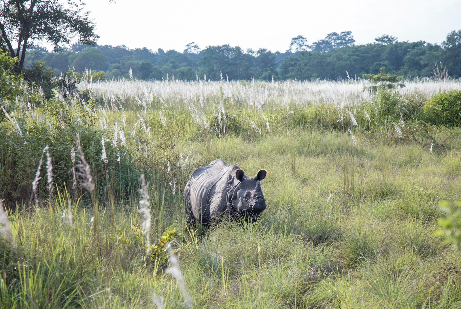 Forest trail in Chitwan National Park on the Chitwan safari, bungee and canyoning adventure