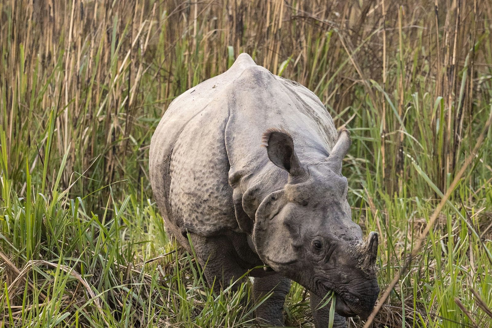 Chitwan Safari, Bungee and Canyoning Adventure