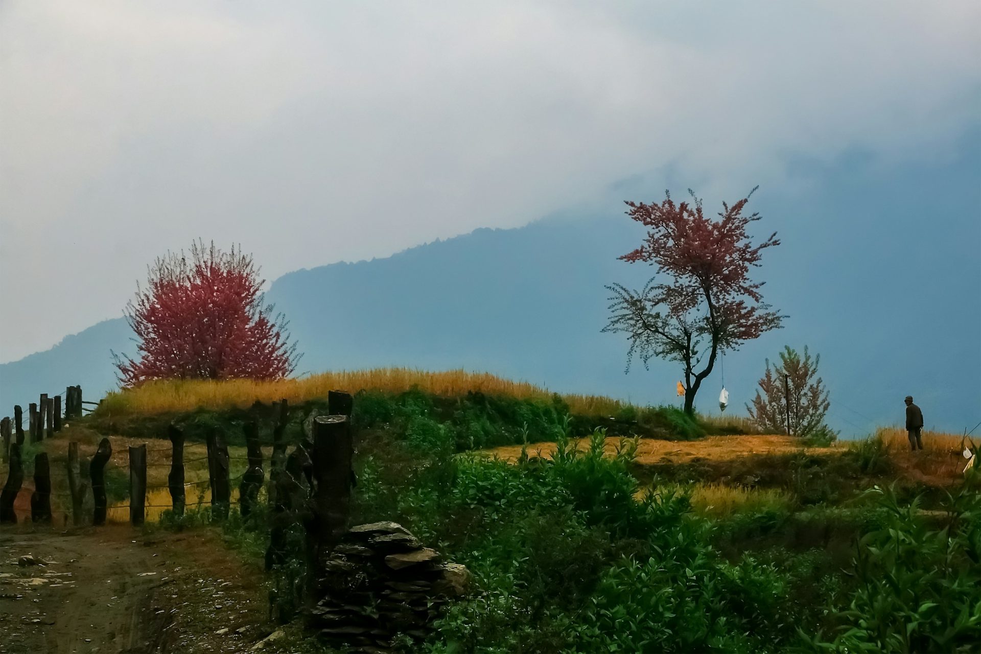 A village trail lined with rhododendron trees at Pothana near Dhampus