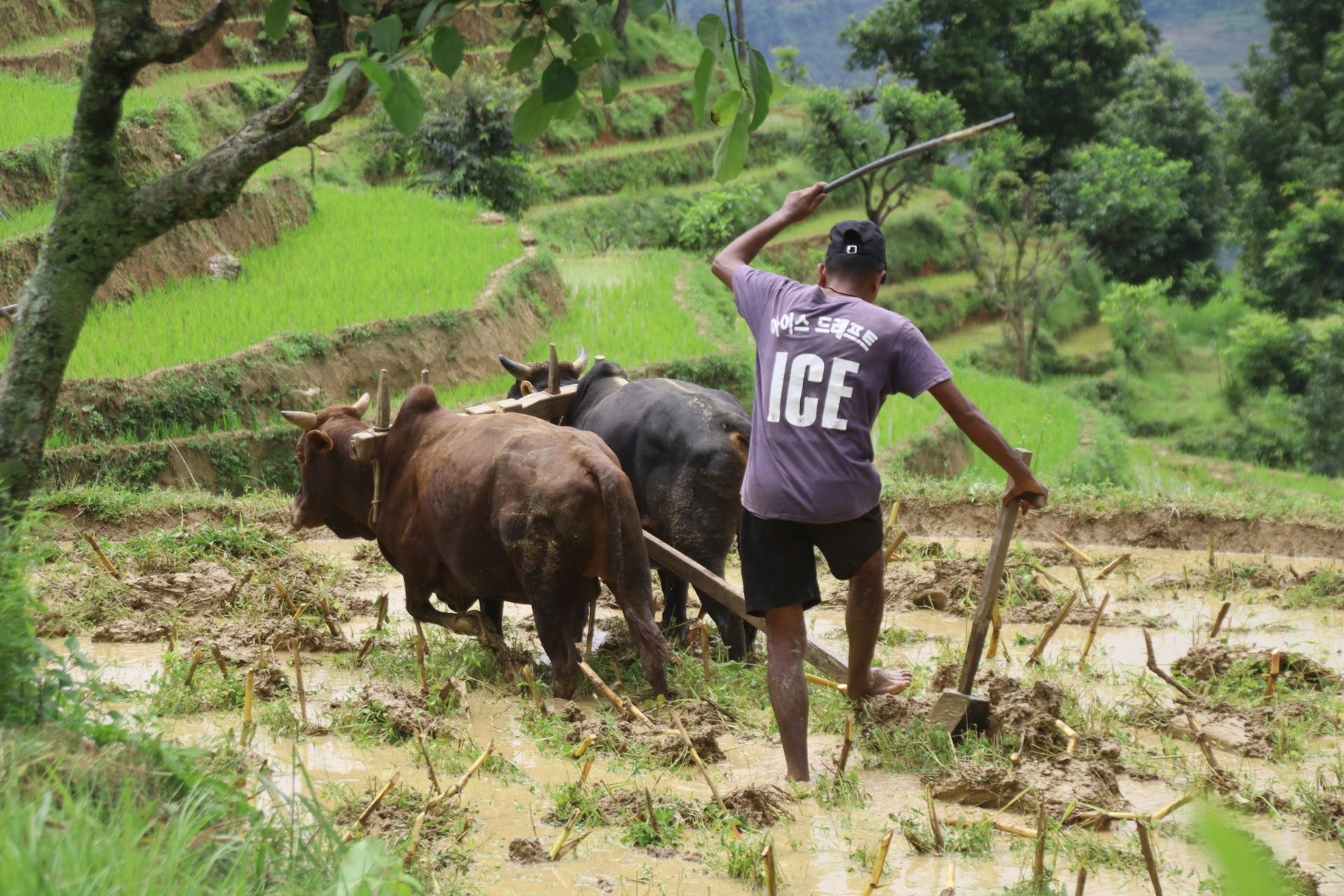 A farmer ploughing terraced fields with oxen in Gorkha