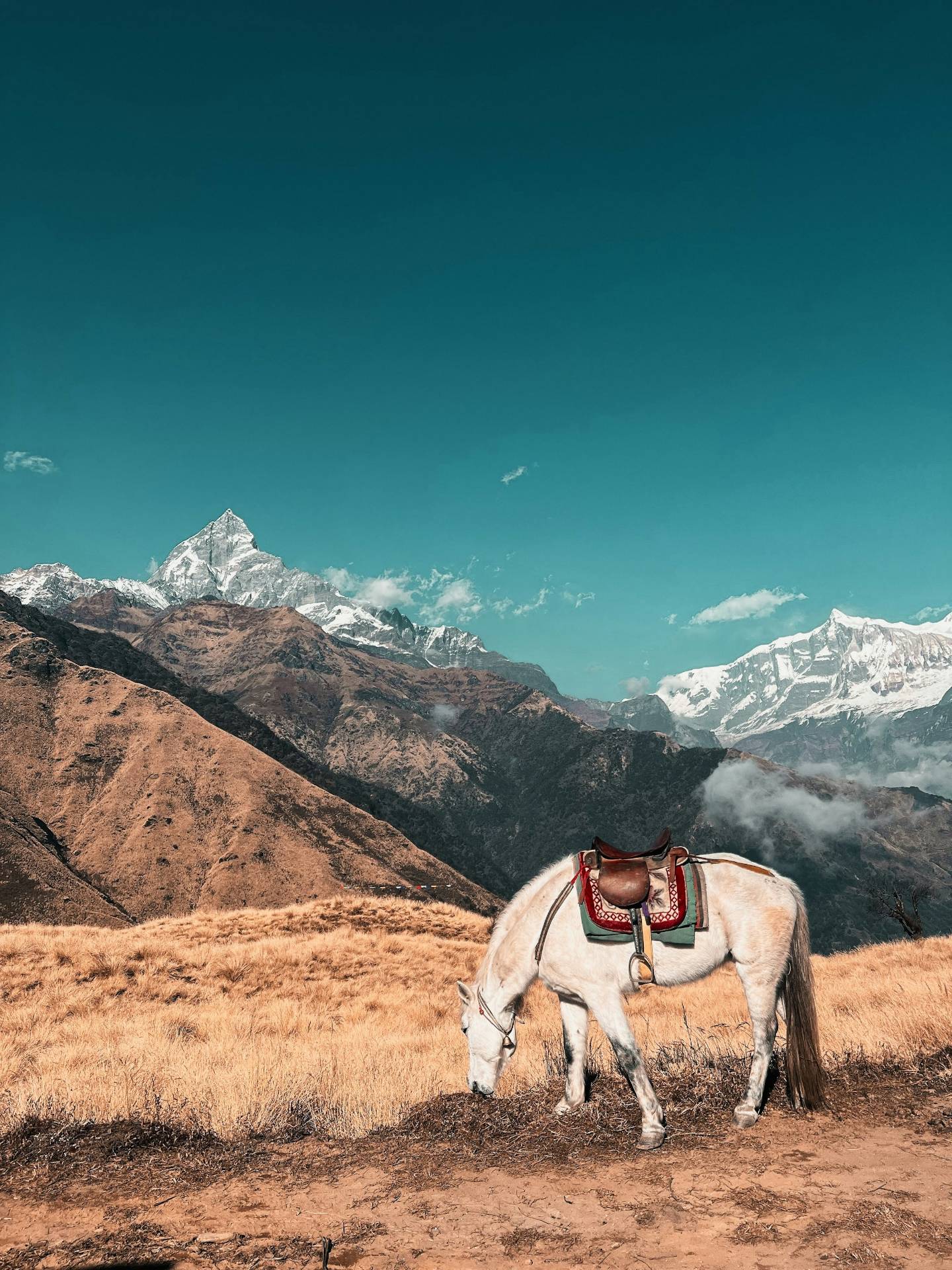 A horse grazing on Khumai Danda with Machhapuchhre behind