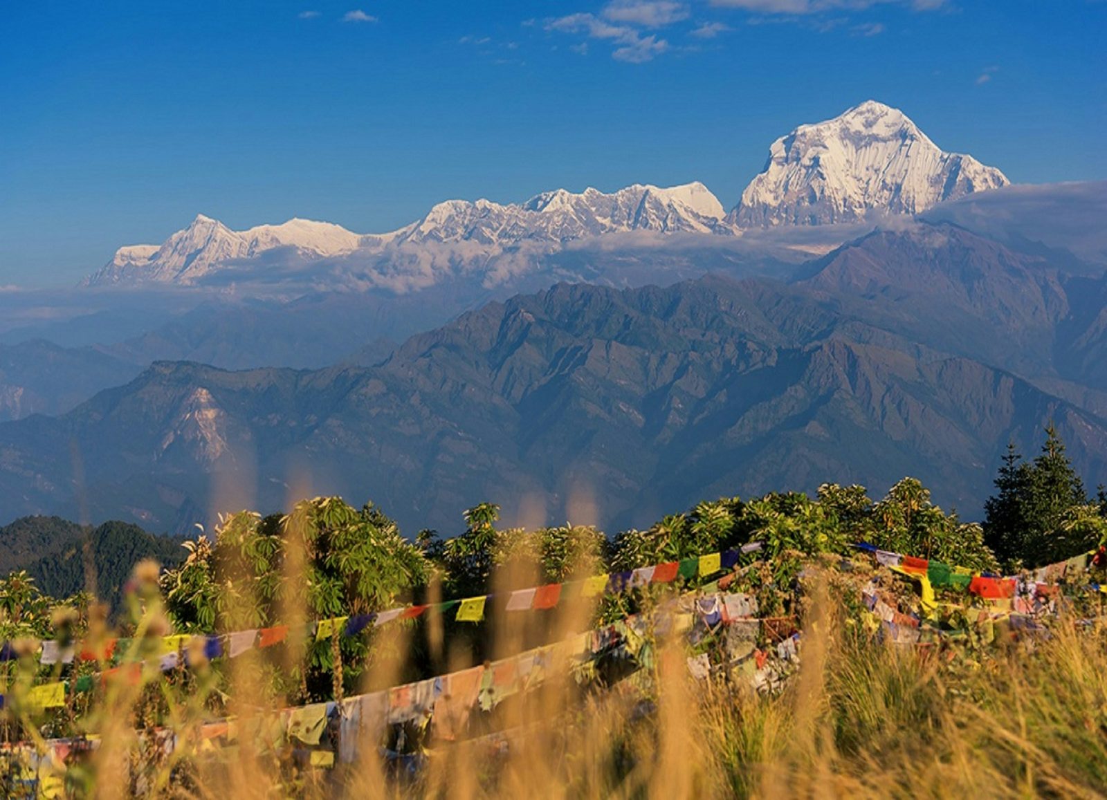 Dhaulagiri at sunrise with prayer flags from the top of the Poon Hill trek, Nepal