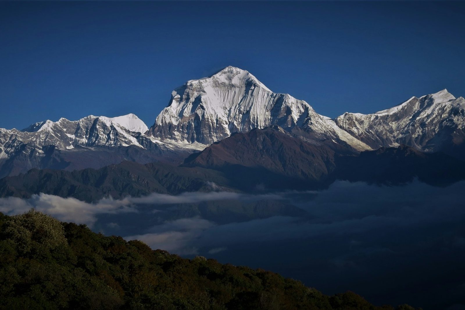Dhaulagiri above the morning clouds, seen on the Poon Hill trek