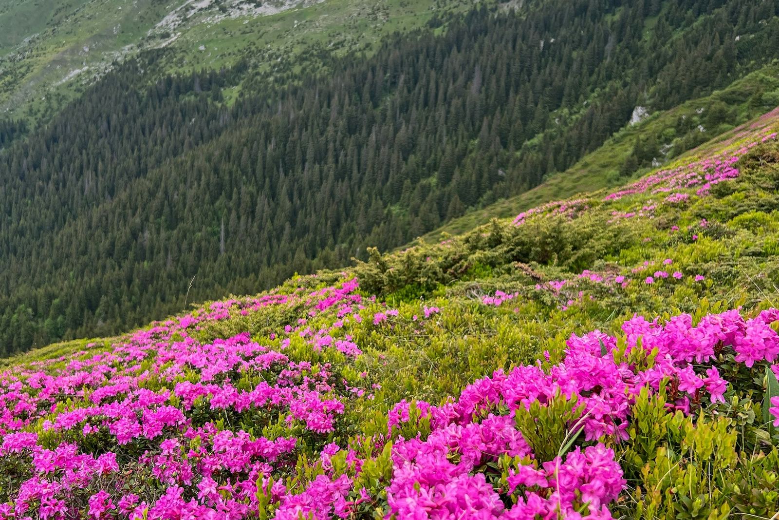 Pink rhododendron in bloom along the forest road on the Kulekhani and Daman tour