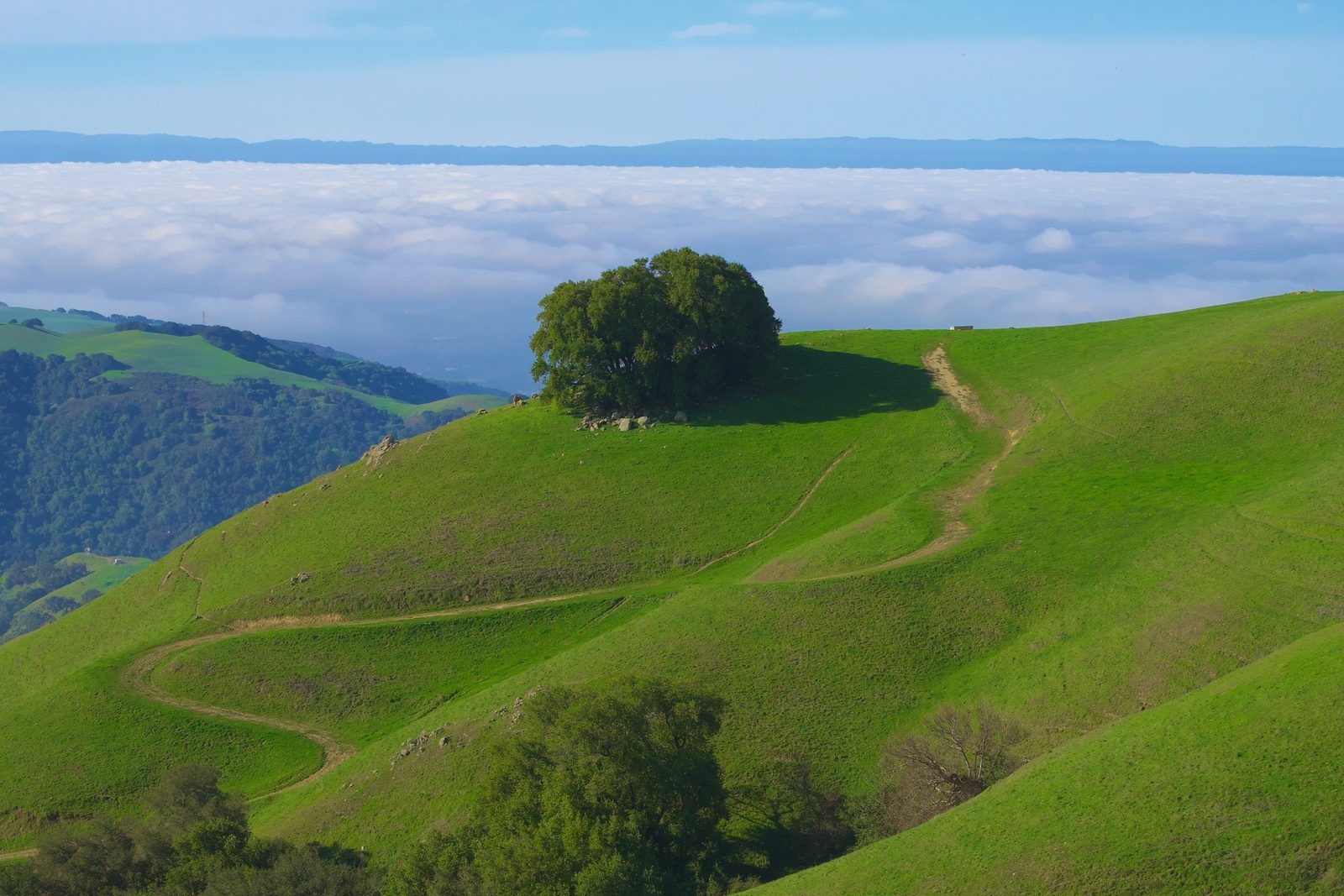 A lone tree on a green hilltop above the clouds on the Dolakha, Charikot and Sailung tour