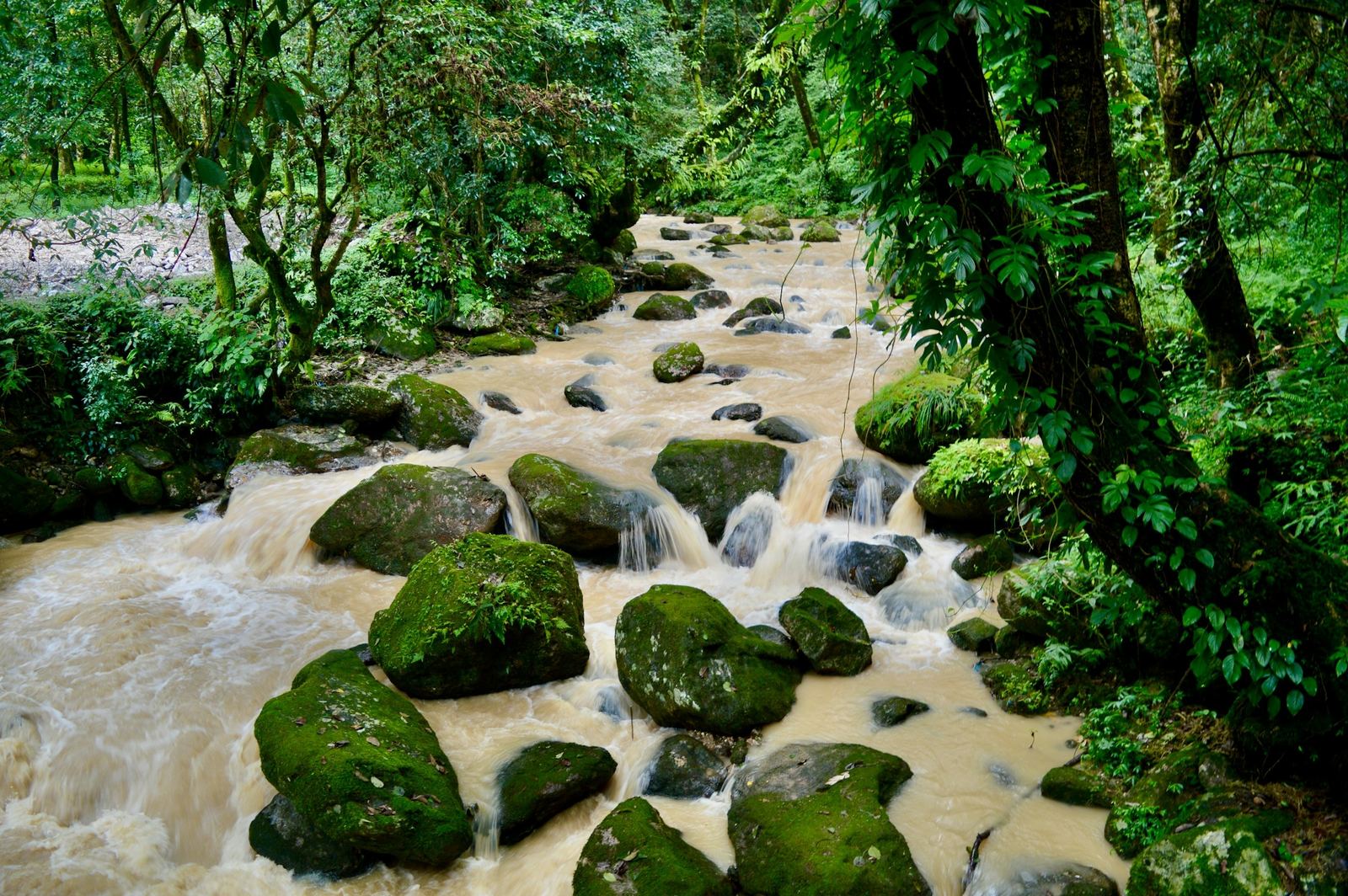 A stream over mossy boulders in the Shivapuri forest, seen on the Shivapuri hike.