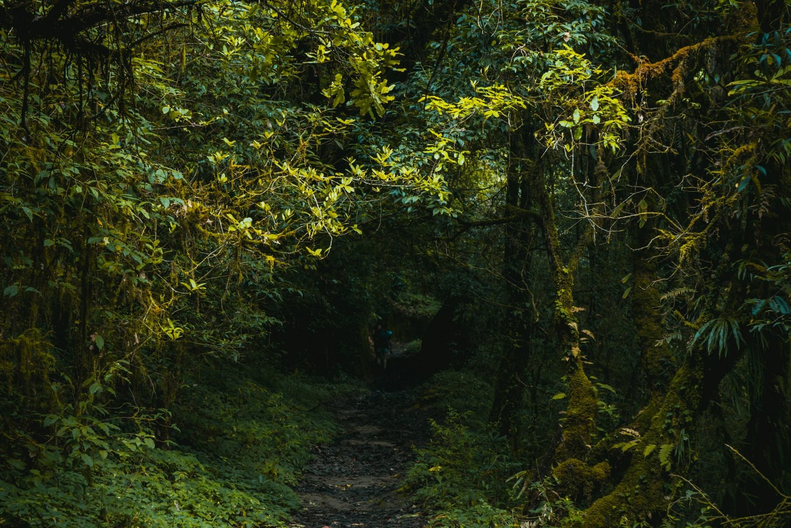 A shaded forest trail in Shivapuri Nagarjun National Park, the path of the Bishnudwar hike.